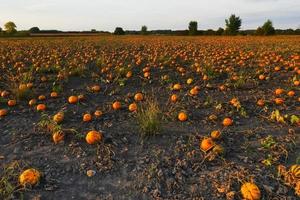 thousands of orange pumpkins at a field during sunset in autumn photo