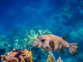 white spotted puffer fish over colorful corals side view photo