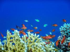 amazing deep blue water with colorful fishes over corals while diving on vacation closeup photo