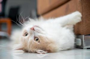 White and brown persian cat with a cute face. photo