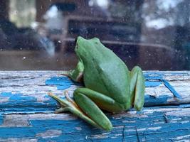 Green frog looking through a window 4 photo