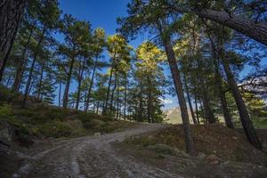 senderismo en el relajante sendero del bosque foto