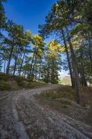 senderismo en el relajante sendero del bosque foto