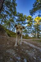 our beautiful friends in the forest photo