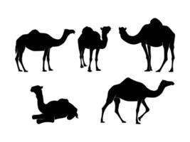 conjunto de silueta de camellos aislado en un fondo blanco - ilustración vectorial vector
