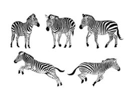 conjunto de silueta de cebras aislado en un fondo blanco - ilustración vectorial vector