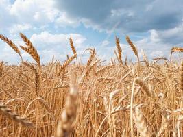 Golden ears of ripe wheat against a cloudy sky background. photo