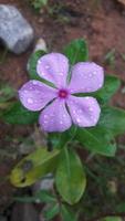 madagascar periwinkle flower on a plant photo