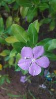 madagascar periwinkle flower on a plant photo