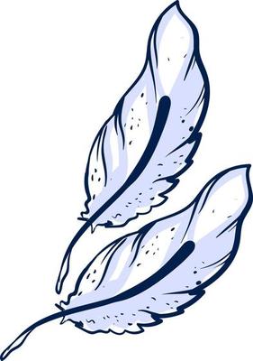 White feathers, illustration, vector on white background.