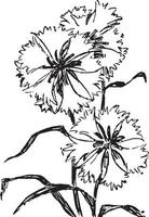 Cornflowers vintage illustration. vector