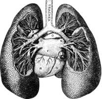 pulmones, ilustración vintage. vector