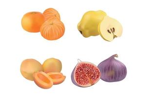 Set of Realistic Fruits vector