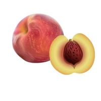 Vector illustration of Realistic peach