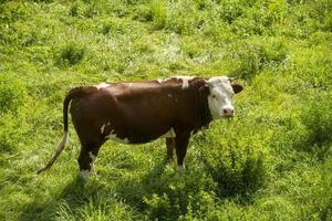 A spotted cow eating grass photo