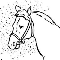 caballo, equus ferus caballus, ilustración vintage vector