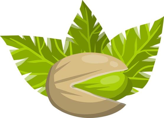 Pistachios. Green nuts in their shells. Set of Walnut. Snack and food. Cartoon flat illustration