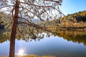 the silhouette of a tree on the background of beautiful focus on the tree ahead photo