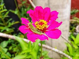 pink blooming flower with green grasshopper photo