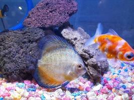 cute white and blue ornamental fish with colorful stones photo