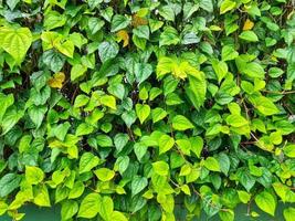 betel leaf background with light green and dark green colors photo