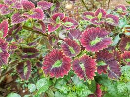 fresh leaves with dark red color photo