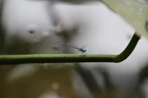 Blue Sprite Damselfly on a branch photo