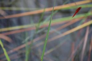 Scarlet Skimmer in a garden photo