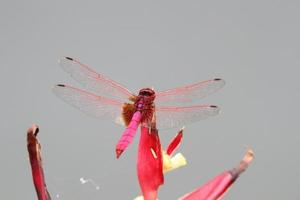 Crimson Marsh Glider in a garden photo