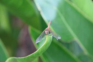 Crimson Marsh Glider in a garden photo