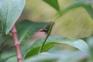 Yellow Striped Flutterer Dragonfly in a garden photo