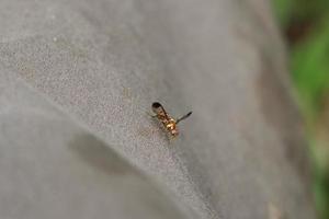 mosca oriental de la fruta en un campo foto