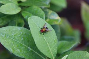 mosca doméstica en una hoja foto