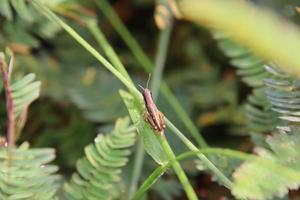 Short winged rice grasshopper on a stem photo