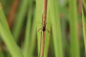 True Insect on a blade of grass photo