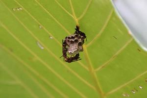 Paper Wasp nest under a leaf photo