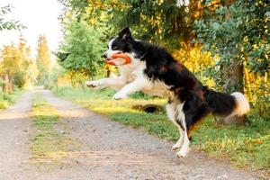 Outdoor portrait of cute funny puppy dog border collie catching toy in air. Dog playing with flying disk ring. Sports activity with dog in park outside. photo