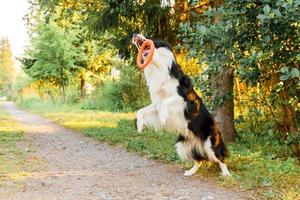 Outdoor portrait of cute funny puppy dog border collie catching toy in air. Dog playing with flying disk ring. Sports activity with dog in park outside. photo