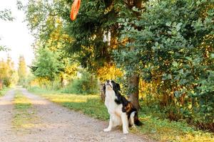 Outdoor portrait of cute funny puppy dog border collie catching toy in air. Dog playing with flying disk ring. Sports activity with dog in park outside. photo