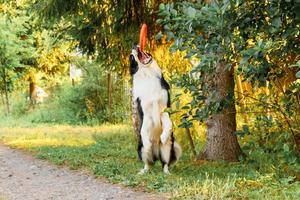 Outdoor portrait of cute funny puppy dog border collie catching toy in air. Dog playing with flying disk ring. Sports activity with dog in park outside. photo