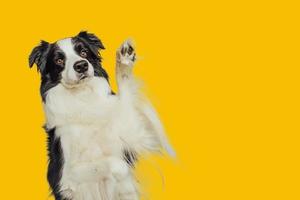 Funny emotional dog. Cute puppy dog border collie with funny face waving paw isolated on yellow background. Cute pet dog, cute pose. Dog raise paw up. Pet animal life concept. photo