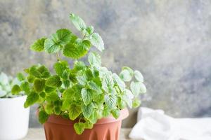 Fresh mint leaves grow in a pot. Home gardening. Lifestyle