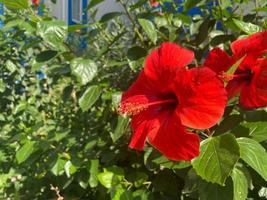 Red flower natural beautiful against the background of green leaves in a warm tropical country, resort photo