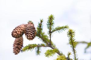 Natural spruce branch with cones against the sky close-up. Christmas tree, evergreen coniferous, pine cones with resin. New Year. Christmas market. Space for text. photo