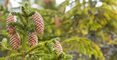 Pinecone on a spruce close-up on a natural green background. Christmas tree, evergreen coniferous, pine cones with resin. New Year. Christmas fair. Space for text. photo