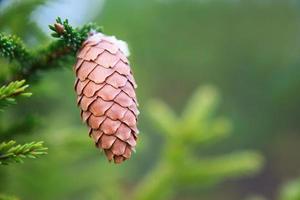 piña en un primer plano de abeto sobre un fondo verde natural. árbol de navidad, coníferas de hoja perenne, piñas con resina. Año Nuevo. Feria navideña. espacio para texto. foto