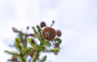 Natural spruce branch with cones against the sky close-up. Christmas tree, evergreen coniferous, pine cones with resin. New Year. Christmas market. Space for text. photo