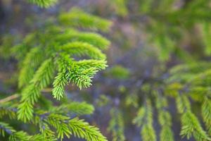 rama de abeto con primer plano de agujas cortas. fondo natural, textura de árbol de navidad verde, patrón. navidad, año nuevo. espacio para texto. enfoque selectivo foto