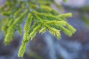 rama de abeto con primer plano de agujas cortas. fondo natural, textura de árbol de navidad verde, patrón. navidad, año nuevo. espacio para texto. enfoque selectivo foto