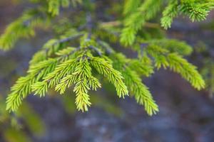 Spruce branch with short needles close-up. Natural background, green Christmas tree texture, pattern. Christmas, new year. Space for text. Selective focus photo